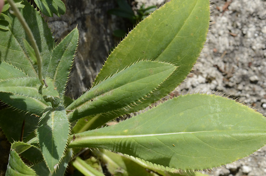 Carduus defloratus subsp. sumanus. (=crassifolius) / Cardo del Trentino